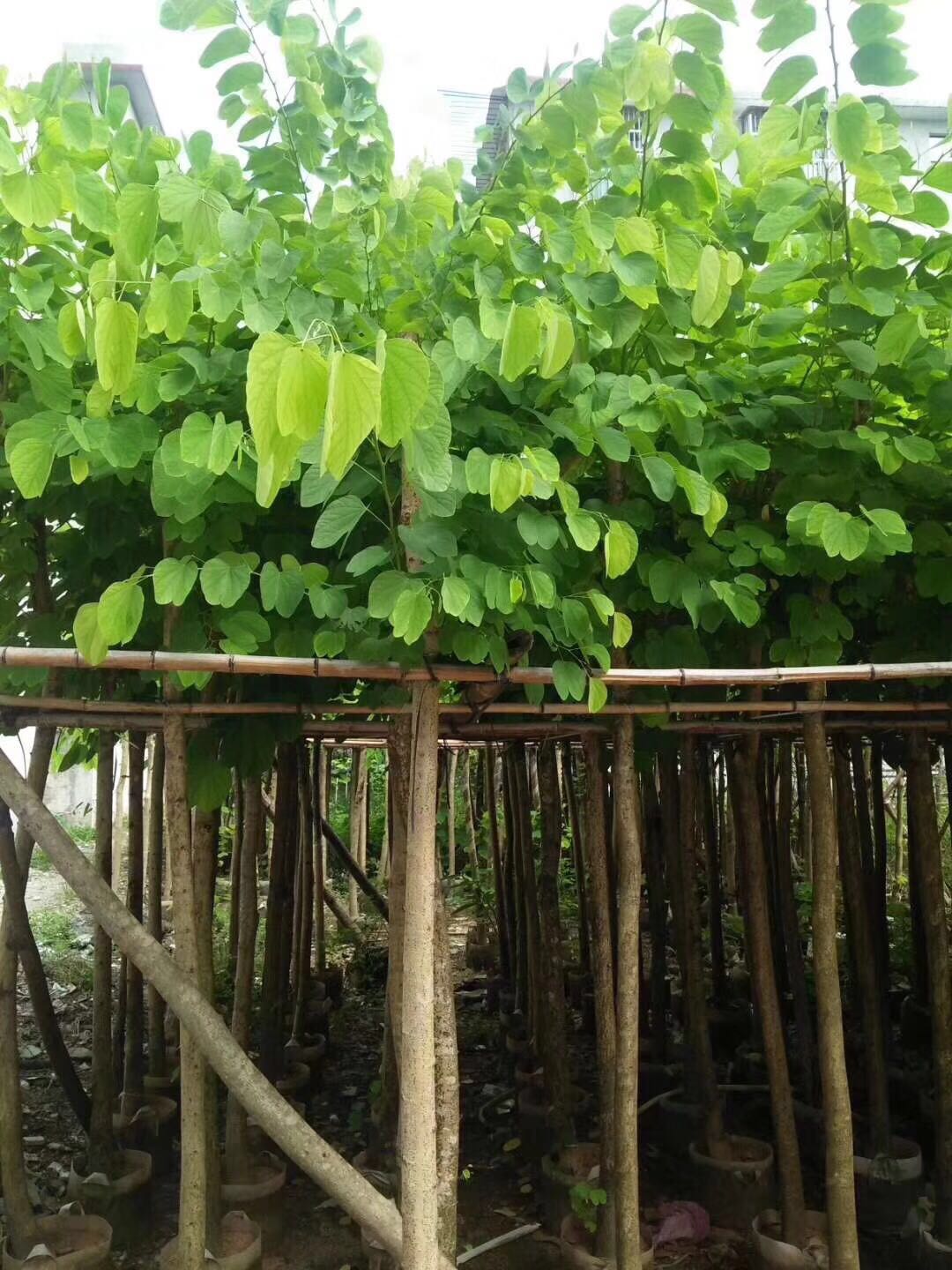 揭阳花木 揭阳羊蹄甲花木 羊蹄甲批发 羊蹄甲供应商  如何种植羊蹄甲图片