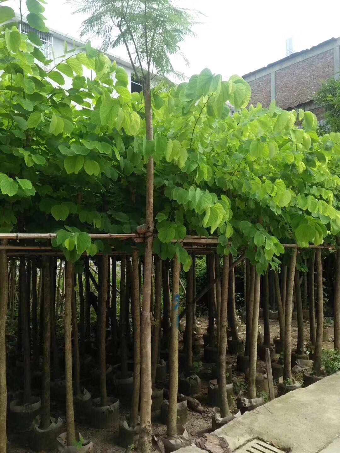 揭陽花木圖片/揭陽花木樣板圖 (4)