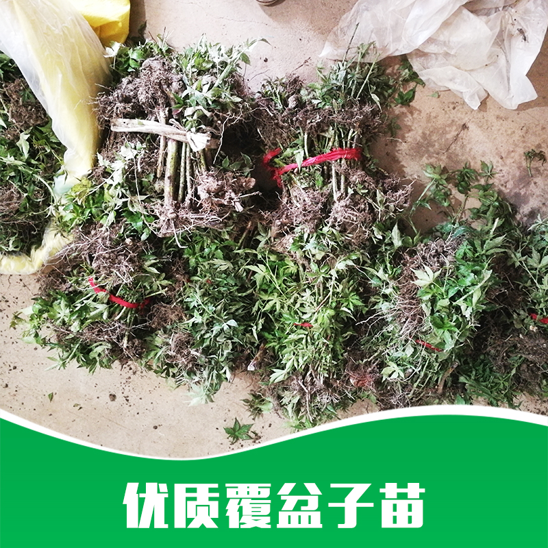 覆盆子苗厂家直销 中草药 覆盆子苗 种苗中草药 药材苗批发 品质保证 售后无忧