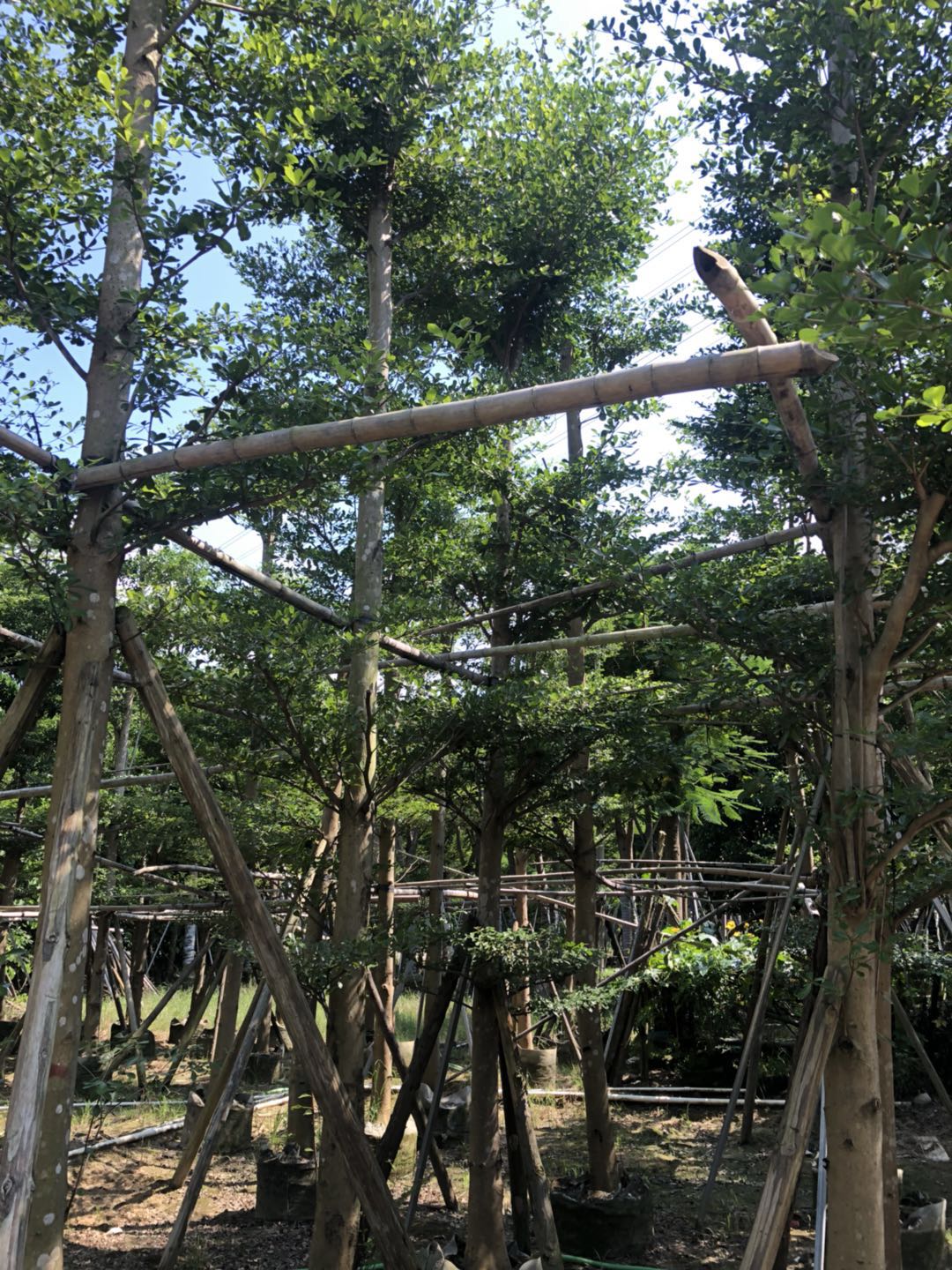 廣東羅漢松圖片/廣東羅漢松樣板圖 (2)