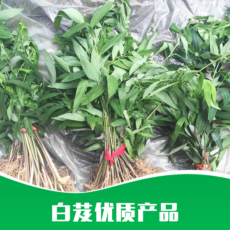 白芨圖片/白芨樣板圖 (4)