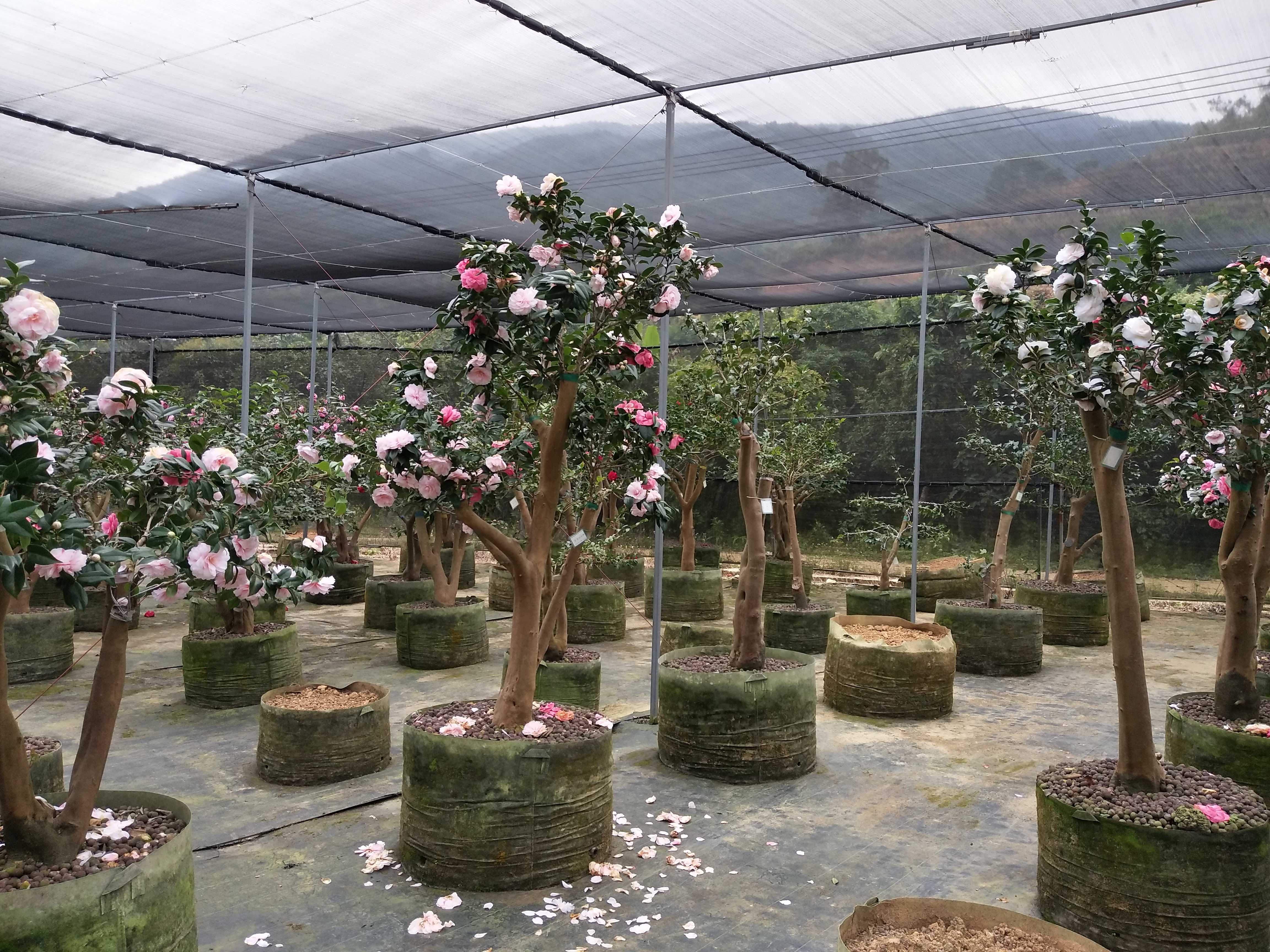 精品茶花圖片/精品茶花樣板圖 (4)