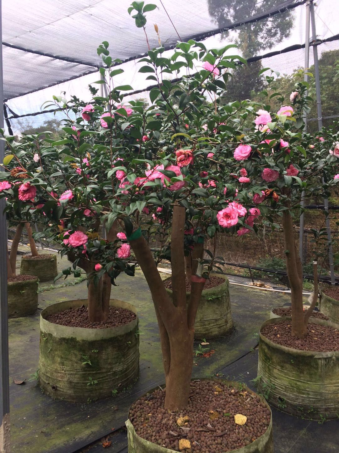 茶花基地圖片/茶花基地樣板圖 (4)