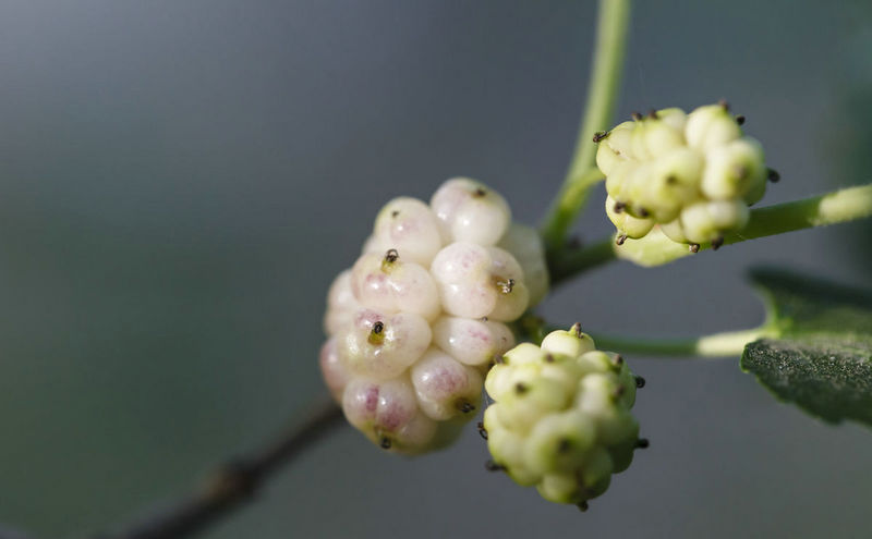 長(zhǎng)果桑圖片/長(zhǎng)果桑樣板圖 (4)