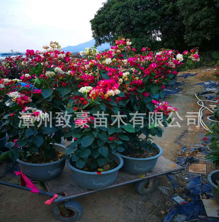 三角梅盆栽苗批發(fā)包郵圖片/三角梅盆栽苗批發(fā)包郵樣板圖 (3)