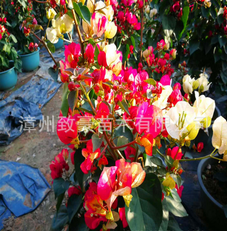三角梅盆栽苗批發(fā)包郵圖片/三角梅盆栽苗批發(fā)包郵樣板圖 (2)
