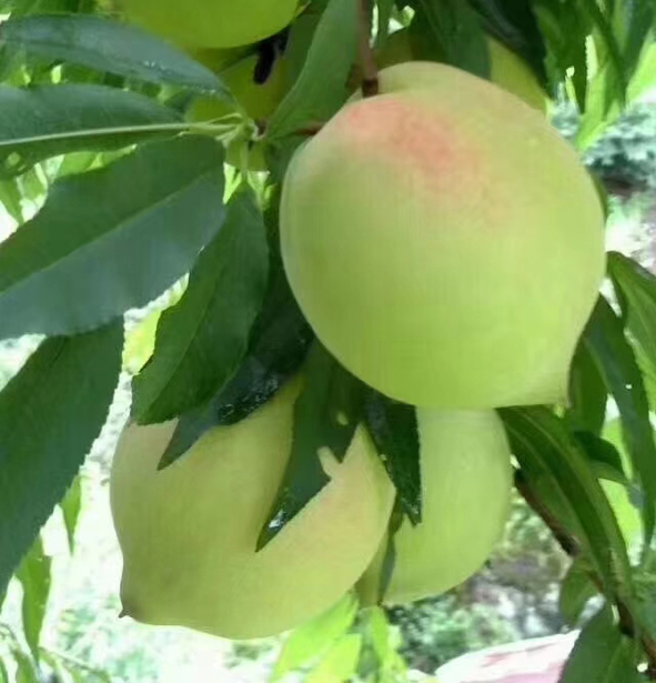 供應(yīng)贛州桃苗/鷹嘴桃苗/*廣東連平鷹嘴蜜桃苗/甜桃/蜜桃/水蜜桃/桃苗批發(fā)/鷹嘴桃苗價(jià)格/鷹嘴桃批發(fā)
