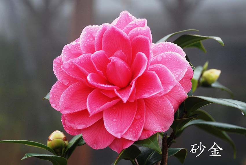 茶花樹(shù)圖片/茶花樹(shù)樣板圖 (2)