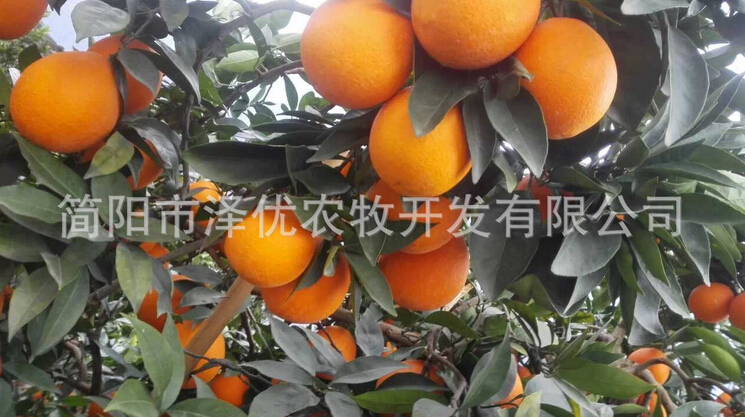 供應(yīng)紐荷爾臍橙-四川紐荷爾臍橙苗基地-葡萄苗批發(fā)直銷 -紐荷爾臍橙