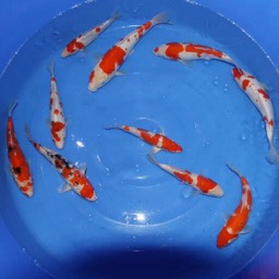 錦鯉觀賞魚養(yǎng)殖場(chǎng)圖片/錦鯉觀賞魚養(yǎng)殖場(chǎng)樣板圖 (4)