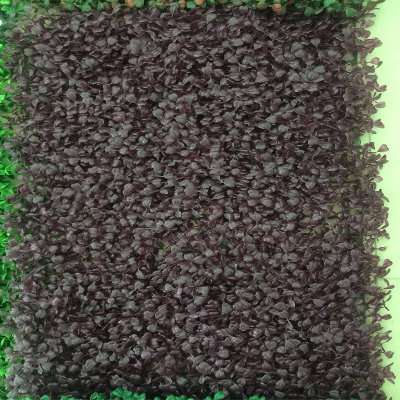 米蘭草圖片/米蘭草樣板圖 (2)