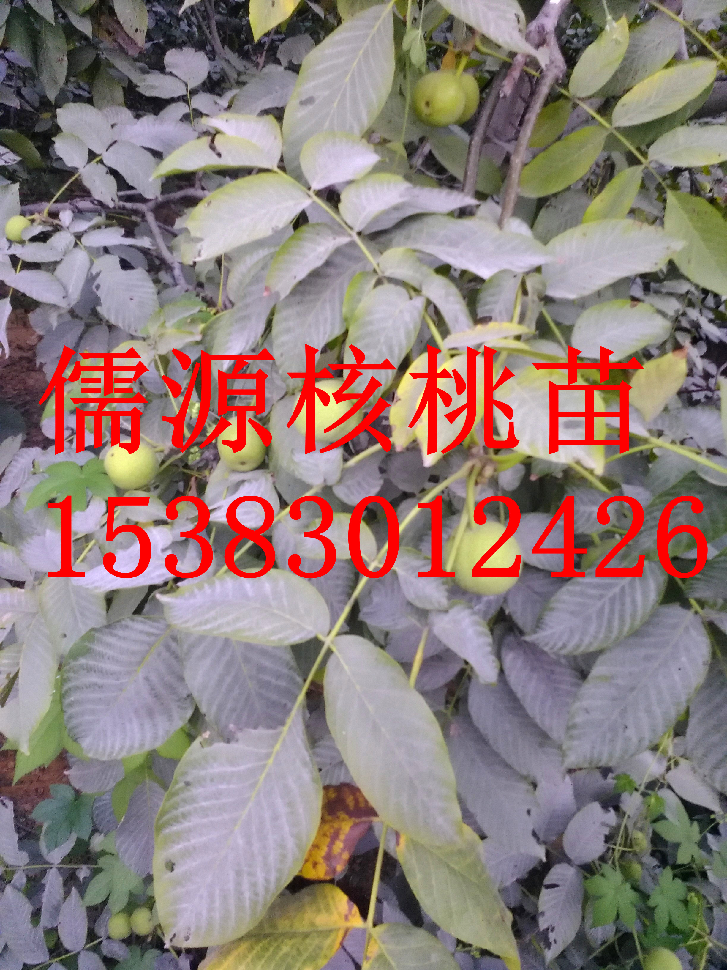 清香核桃苗批發(fā)圖片/清香核桃苗批發(fā)樣板圖 (4)