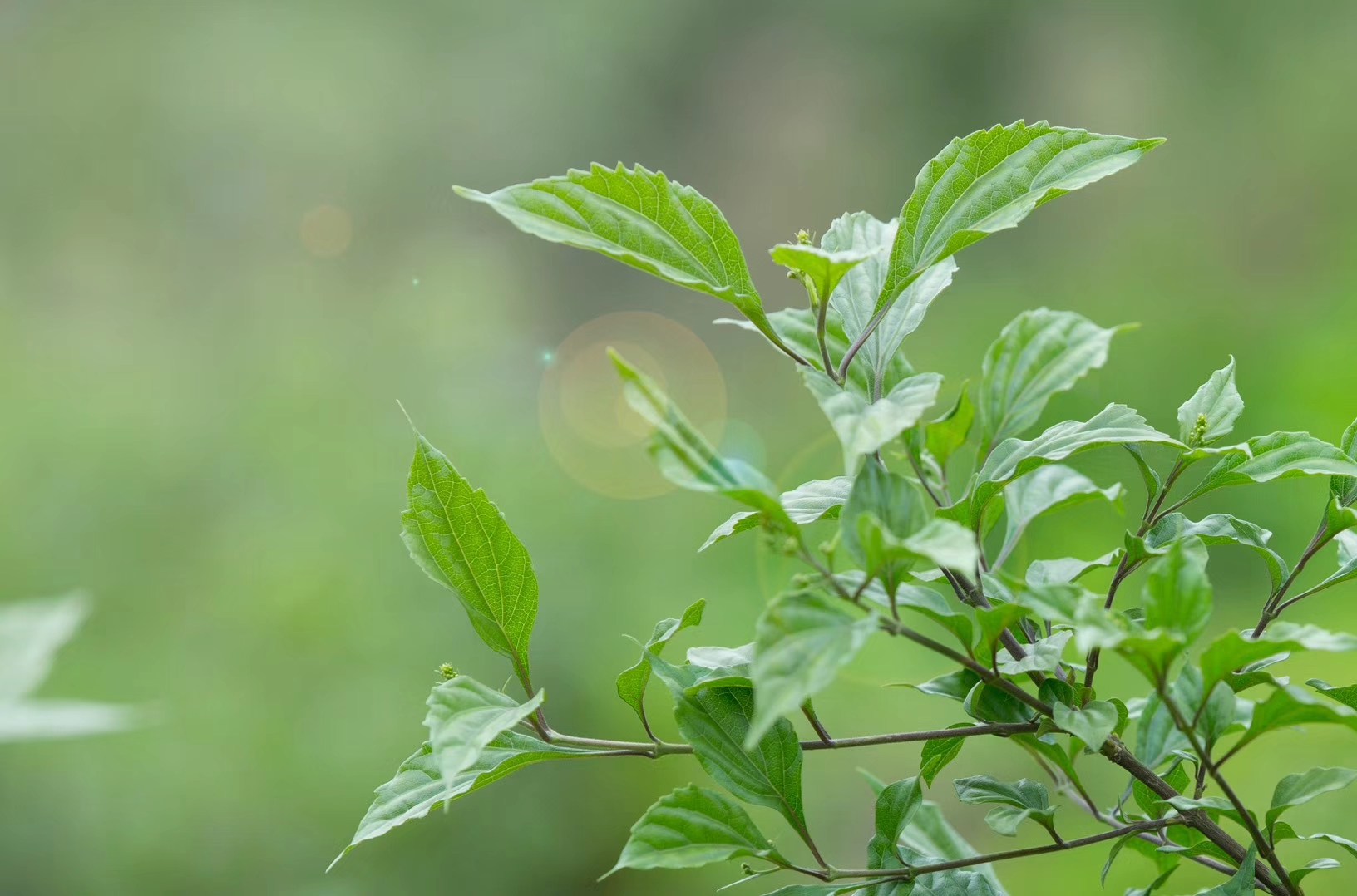 湖北神豆腐树苗供货商|湖北斑鸠叶树苗批发价格|神豆腐树苗批发价格 神豆腐树苗价格