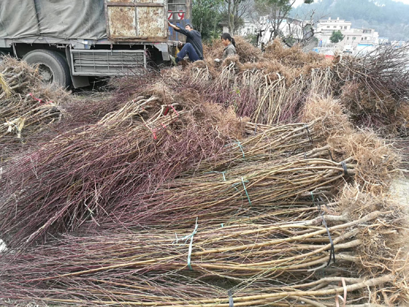 桃苗_鹰嘴桃苗_连平禧德福农业苗圃基地大量供应2年生鹰嘴桃苗 成活率高/生长快/早丰产/提供种植管理技术