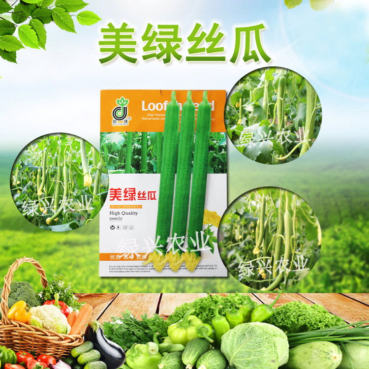 美綠絲瓜 絲瓜種子圖片