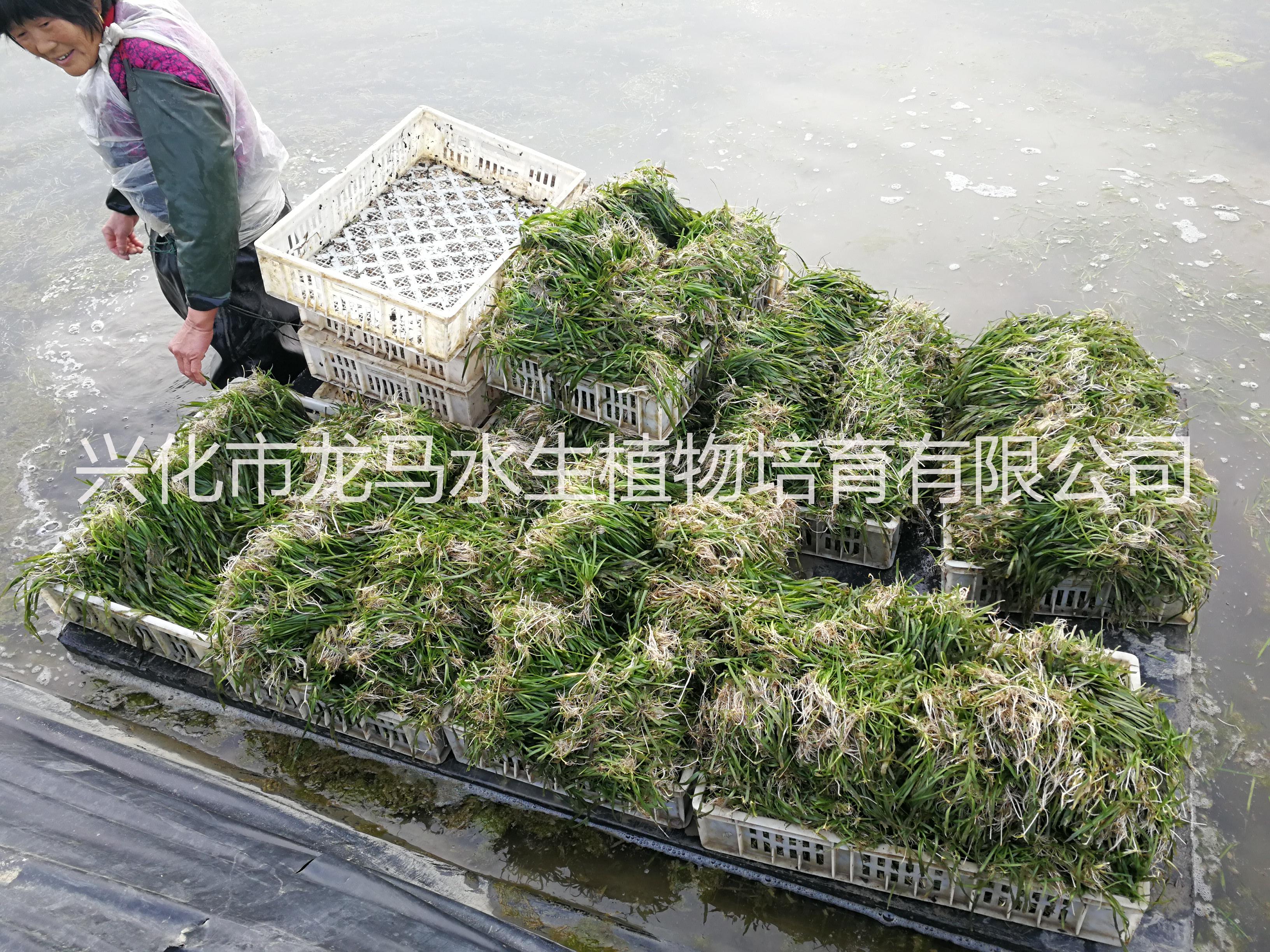 四季常綠苦草圖片/四季常綠苦草樣板圖 (3)