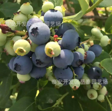 山东蓝莓树苗厂家直销 蓝莓树苗专卖店 泰安蓝莓树苗供应商 山东蓝莓树苗厂家图片