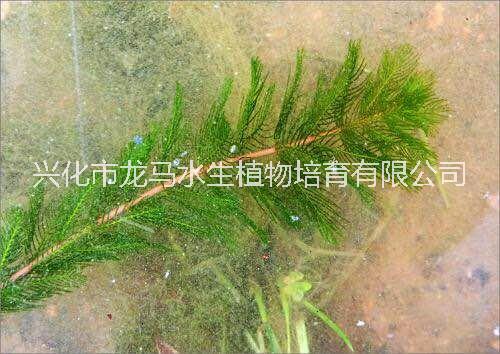 直销穗花狐尾藻 穗花狐尾藻供应商 穗花狐尾藻供销商 水生植物供应商 穗花狐尾藻种植基地图片