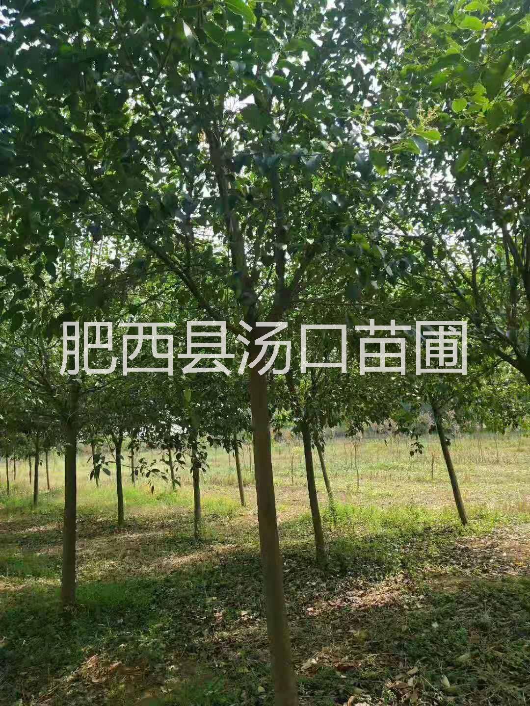 大葉女貞圖片/大葉女貞樣板圖 (3)