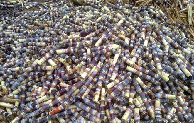 黑甘蔗苗|廣西黑甘蔗種苗種植|廣西黑甘蔗種苗供應(yīng)商|廣西黑甘蔗種苗價格|廣西黑甘蔗種苗大量上市