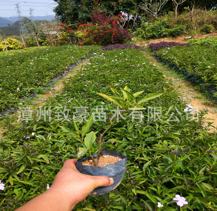 双色茉莉苗盆栽20公分高袋苗，苗木，双色茉莉苗，双色茉莉苗厂家，双色茉莉苗供应商，双色茉莉苗批发图片