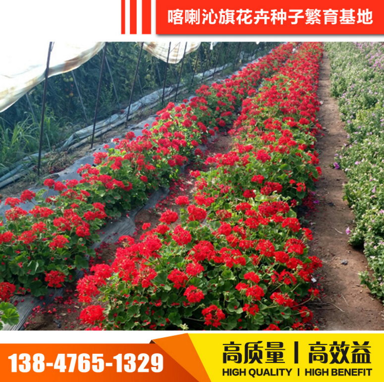 草花種子圖片/草花種子樣板圖 (3)