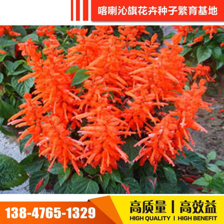 草花種子圖片/草花種子樣板圖 (2)