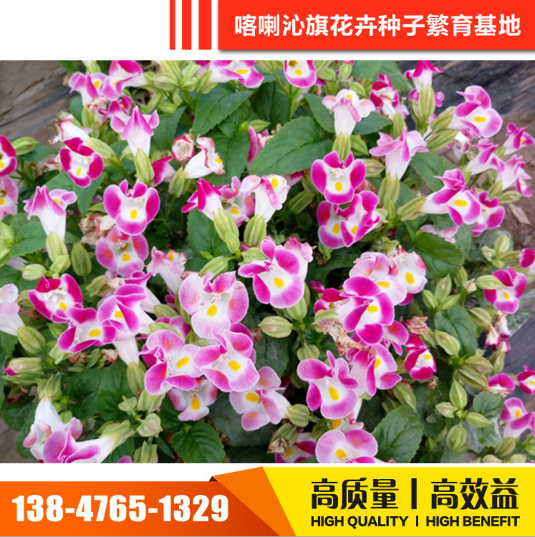 花卉種子圖片/花卉種子樣板圖 (4)