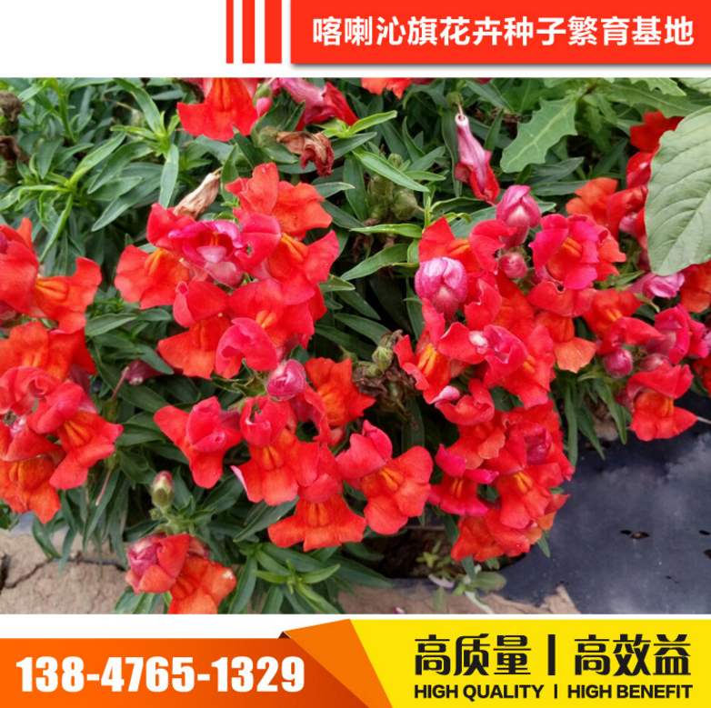 喀喇沁旗花種子圖片/喀喇沁旗花種子樣板圖 (2)