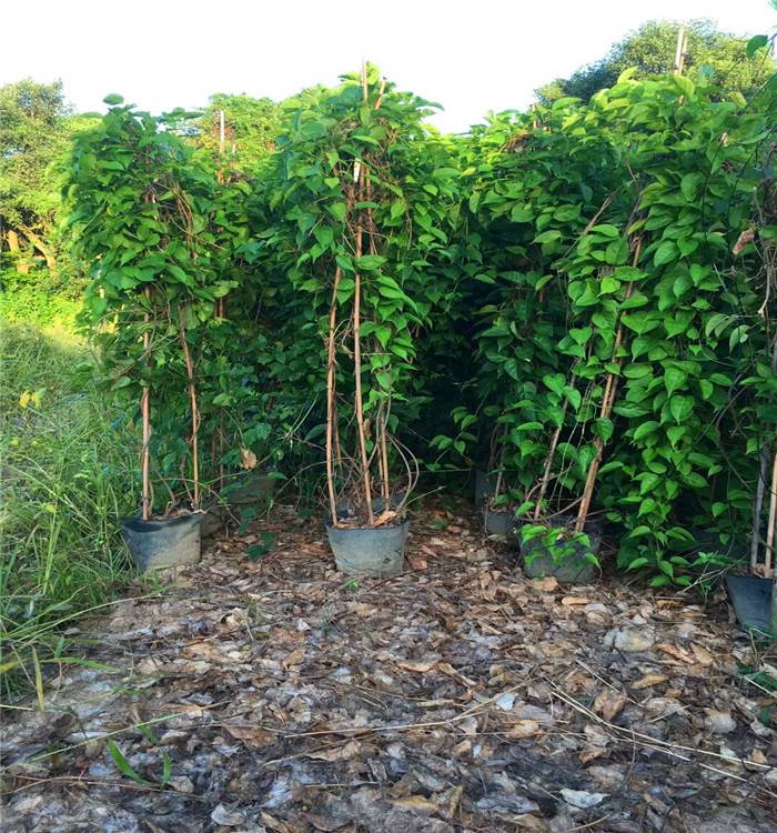 爬藤植物圖片/爬藤植物樣板圖 (3)