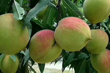 桃樹圖片/桃樹樣板圖 (4)