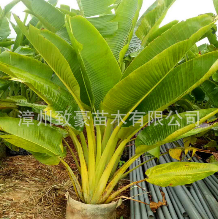 旅人蕉樹苗又名水木棕櫚科大葉植物圖片/旅人蕉樹苗又名水木棕櫚科大葉植物樣板圖 (3)