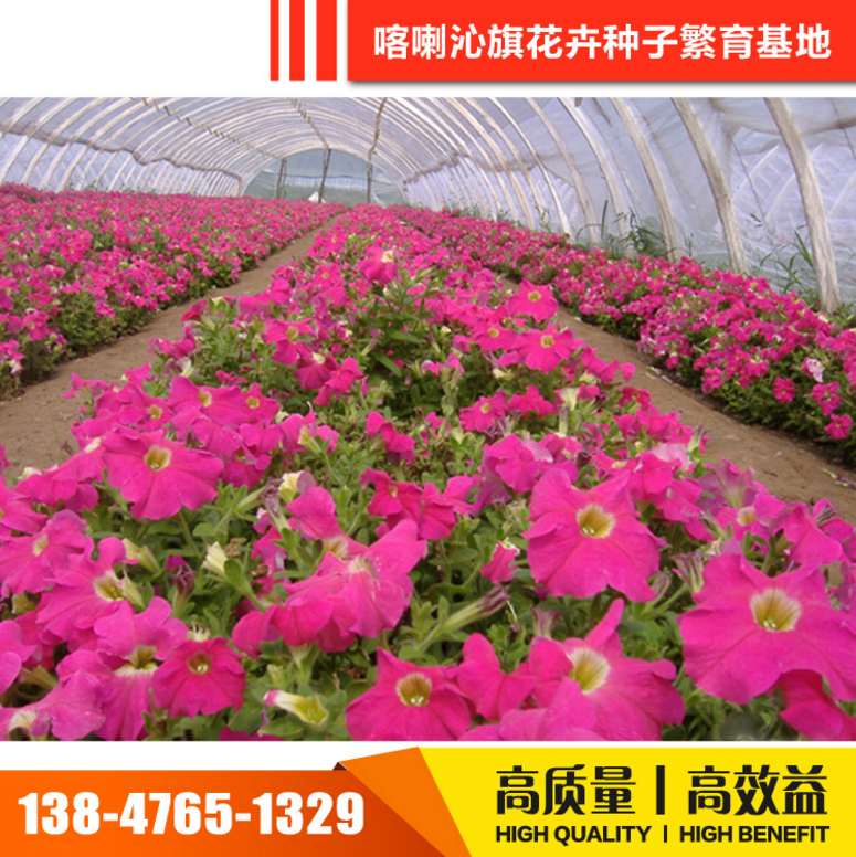 矮牽牛種子 矮牽牛種子報(bào)價(jià) 矮牽牛種子電話 矮牽牛種子批發(fā) 矮牽牛種子哪家好 矮牽牛種子供應(yīng)商