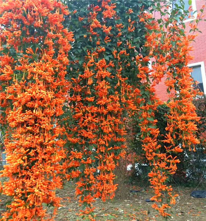 广东1米高油麻藤炮仗花爬藤植物广东1米高油麻藤炮仗花爬藤植物，油麻藤炮仗花，爬藤植物，炮仗花苗厂家，炮仗花苗供应商，爬藤植物批发