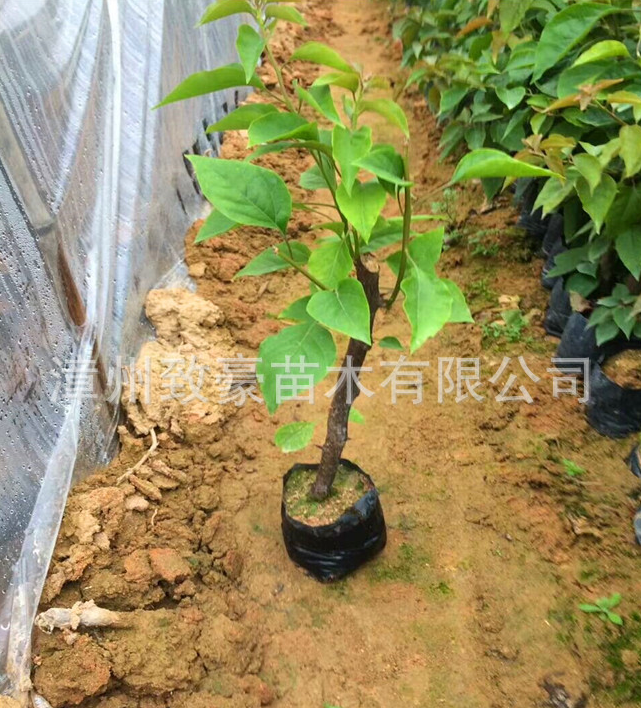 紅三角梅小苗30-50公分高批發(fā)，苗木，三角梅，紅三角梅小苗供應(yīng)商，紅三角梅小苗廠家直銷，紅三角梅小苗批發(fā)