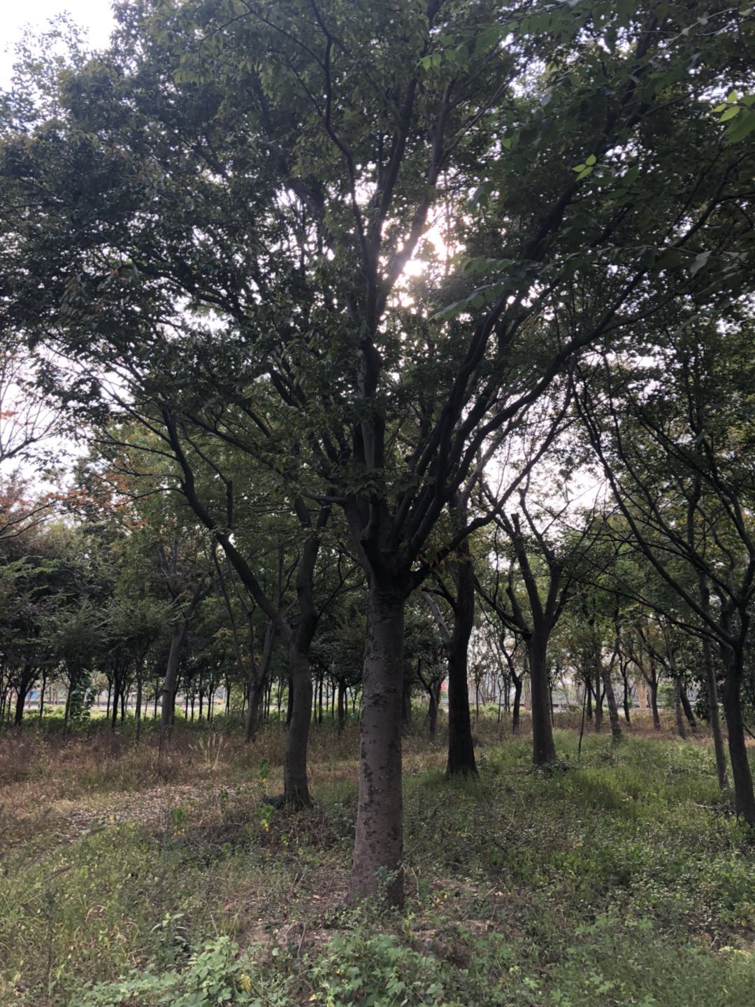 櫸樹圖片/櫸樹樣板圖 (2)