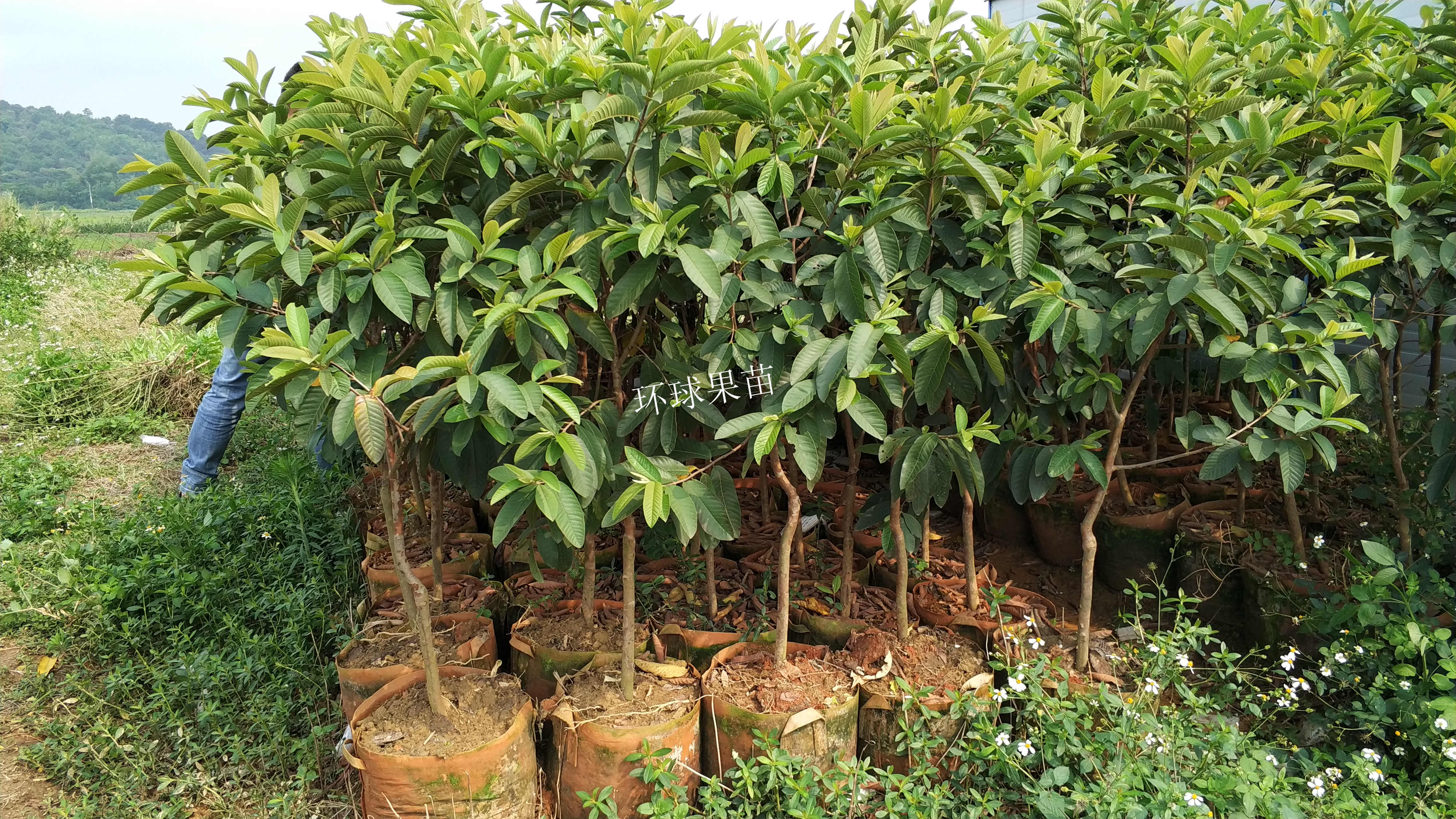 番石榴苗圖片/番石榴苗樣板圖 (4)