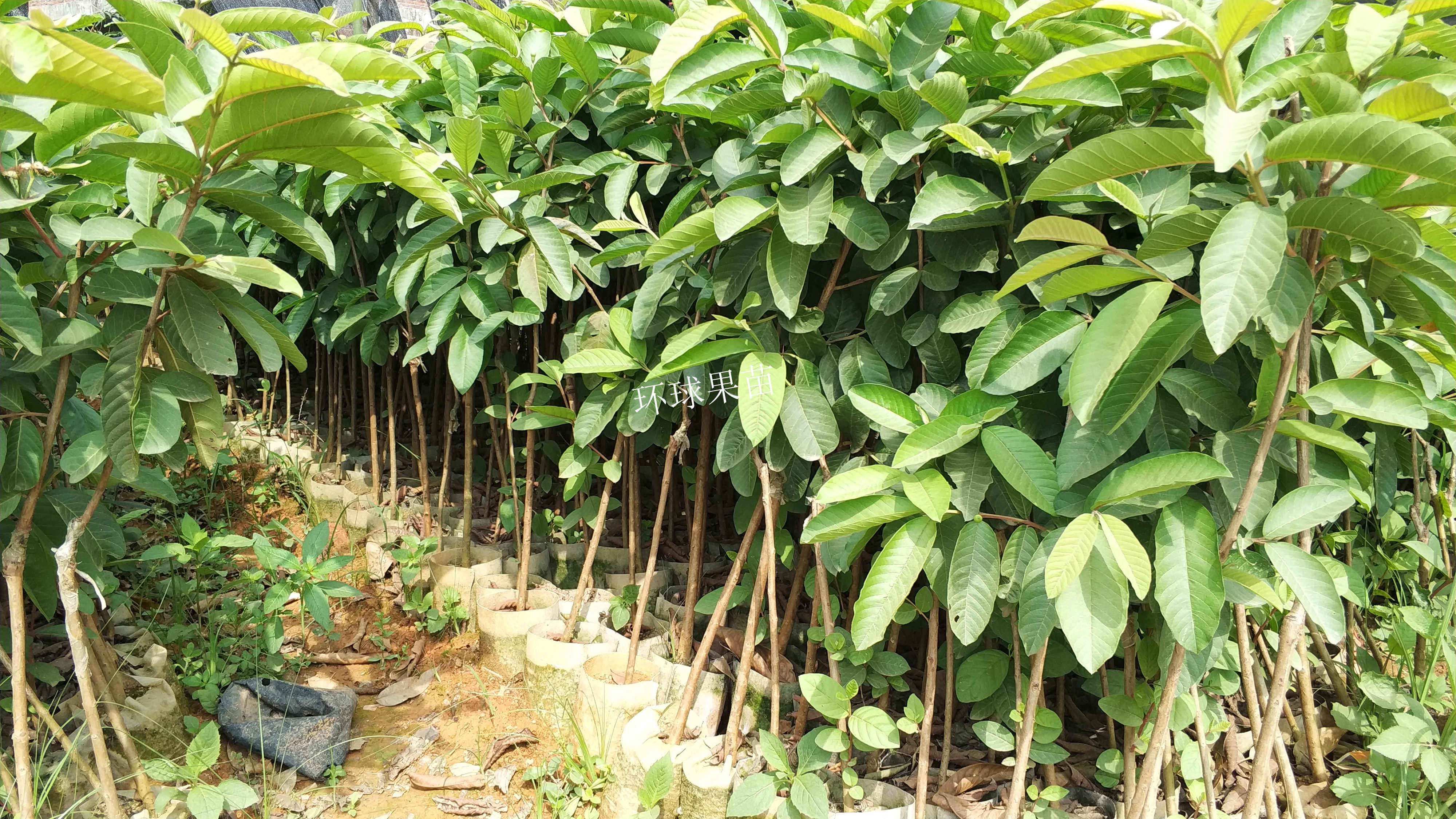 番石榴苗圖片/番石榴苗樣板圖 (3)