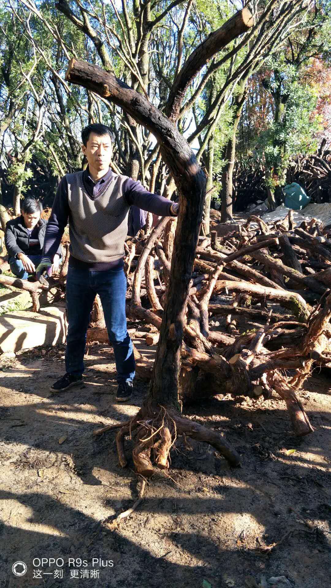 山木香供應(yīng)商在哪 山木香基地 云南供應(yīng)山木香 直銷山木香 山木香哪里有賣