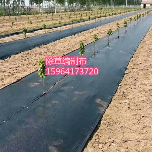 除草布 pp编制布生产厂家 园艺地布抑草布保湿