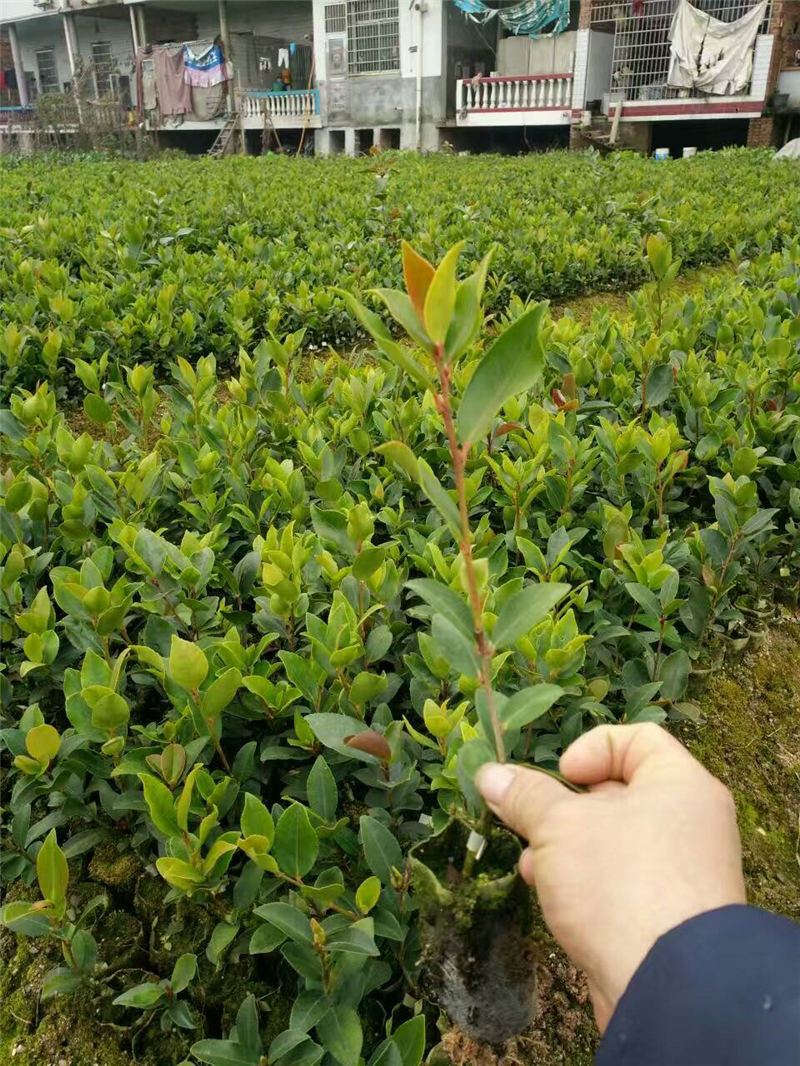 大果油茶圖片/大果油茶樣板圖 (2)