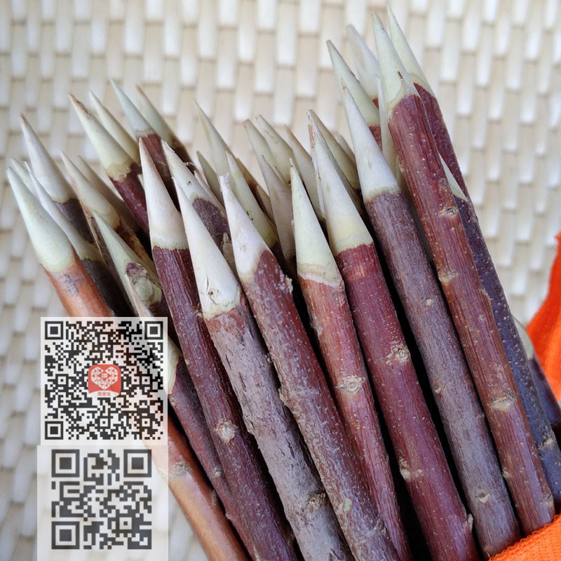 紅柳木圖片/紅柳木樣板圖 (3)