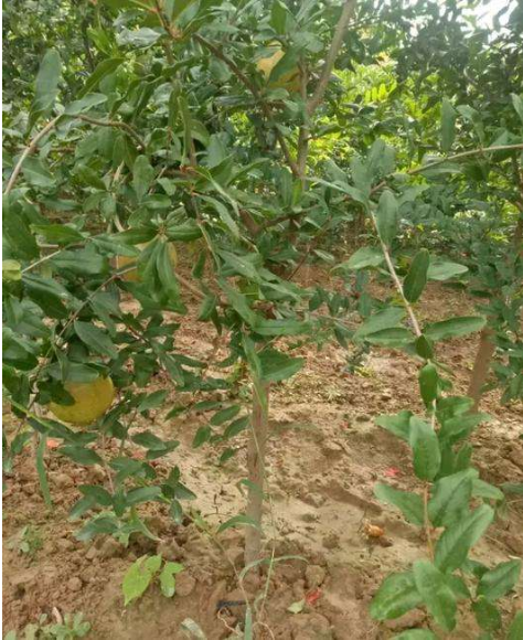 軟籽石榴樹圖片/軟籽石榴樹樣板圖 (2)