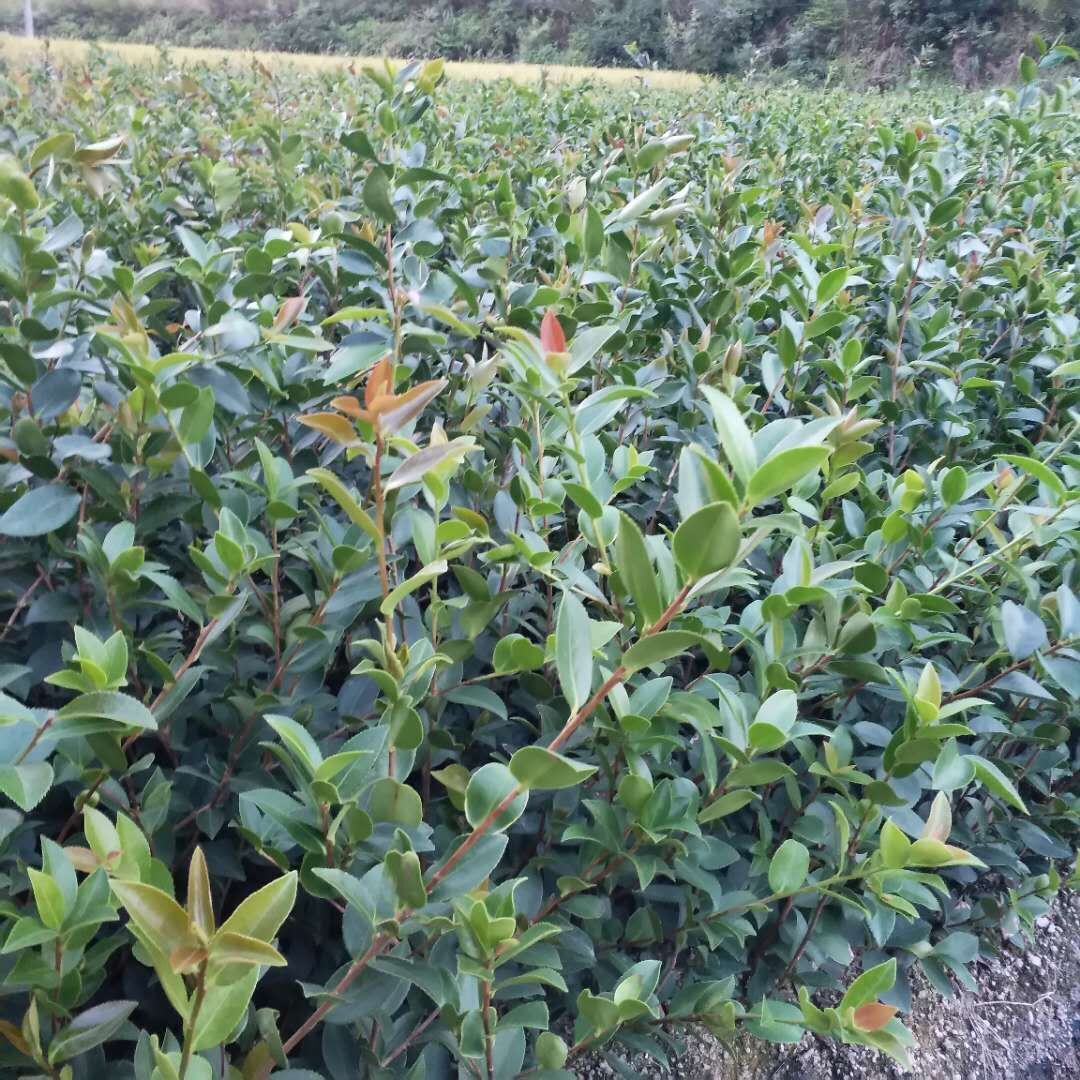 湖南株洲油茶树苗价格多少钱？-湖南株洲油茶树苗批发直销价格图片