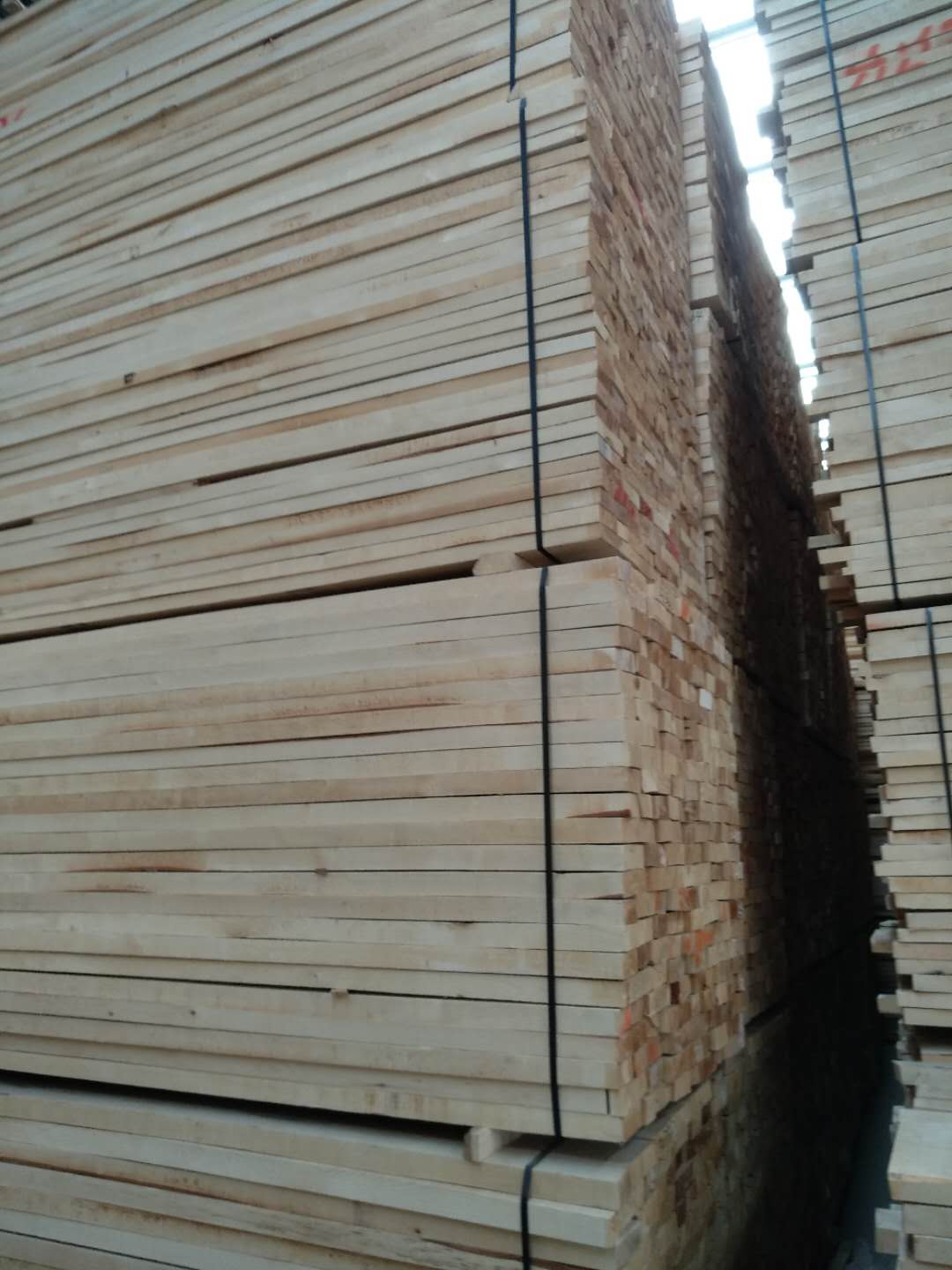 歐洲樺木圖片/歐洲樺木樣板圖 (4)