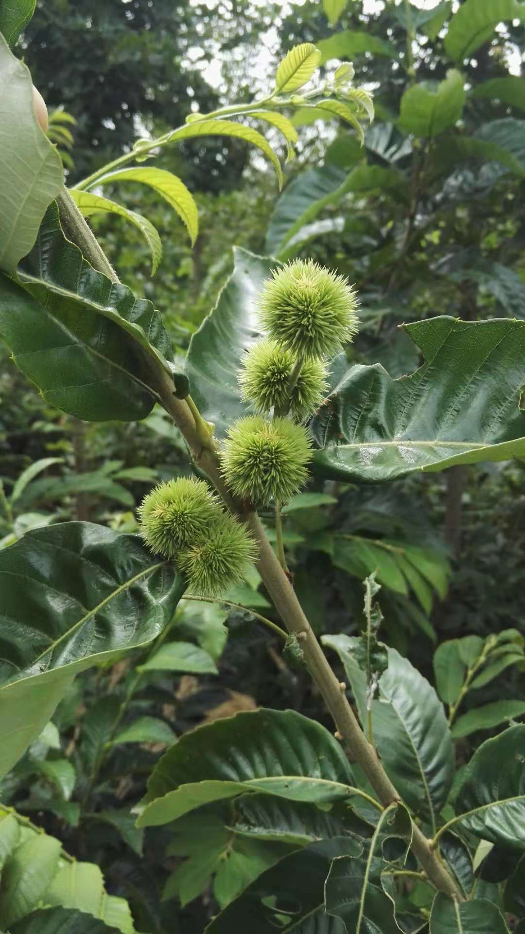 山东无花果树苗 山东无花果树苗基地 泰安无花果基地 山东泰安无花果基地 山东无花果批发商 山东无花果供应商 无花果树苗