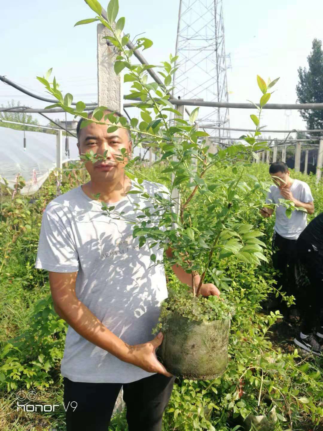 山东蓝莓苗基地 泰安蓝莓苗基地 山东泰安蓝莓苗基地 山东蓝莓苗批发商 山东蓝莓苗供应商 蓝莓苗树苗  蓝莓苗图片