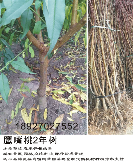 連平鷹嘴蜜桃苗 上平鷹嘴蜜桃苗 紅花鷹嘴桃苗 桃樹(shù)新品種 鷹嘴桃苗供應(yīng)商 連平禧德福鷹嘴桃苗基地 專業(yè)果苗批發(fā)