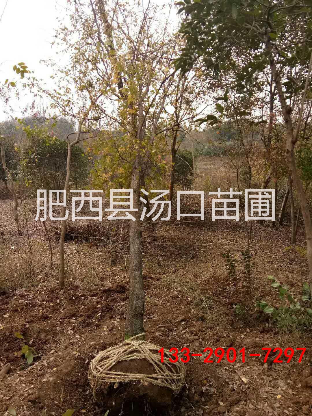 榔榆圖片/榔榆樣板圖 (1)