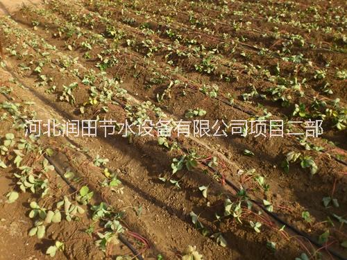 草莓灌溉圖片/草莓灌溉樣板圖 (3)